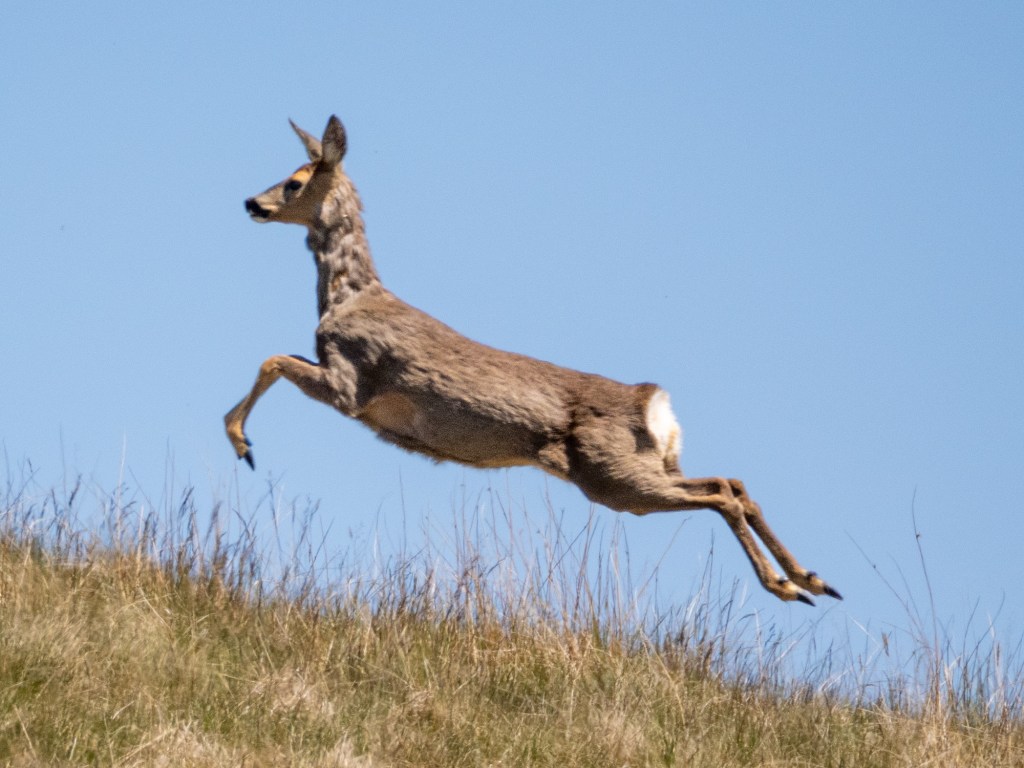 Helmshore; Bugs, butterflies and&nbsp;bucks!