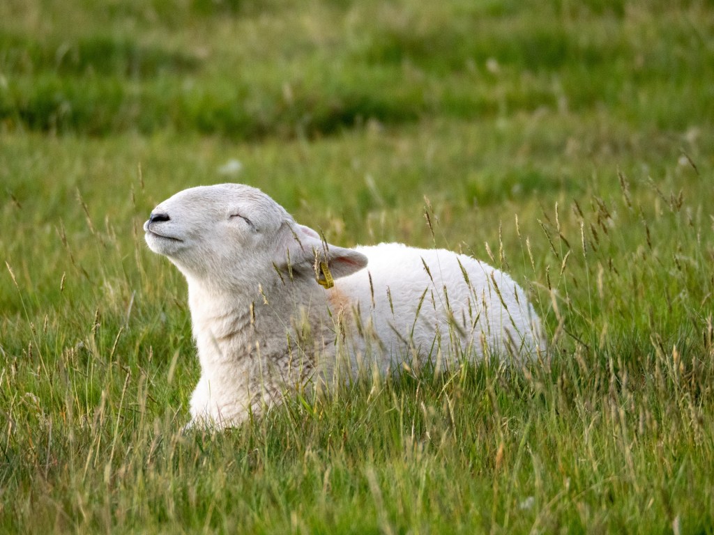 Helmshore: Patience rewarded!