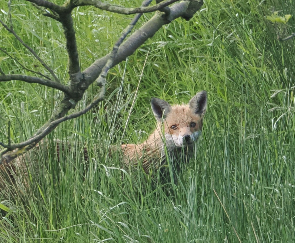 Helmshore: Foxes, Woodpeckers &&nbsp;Owls