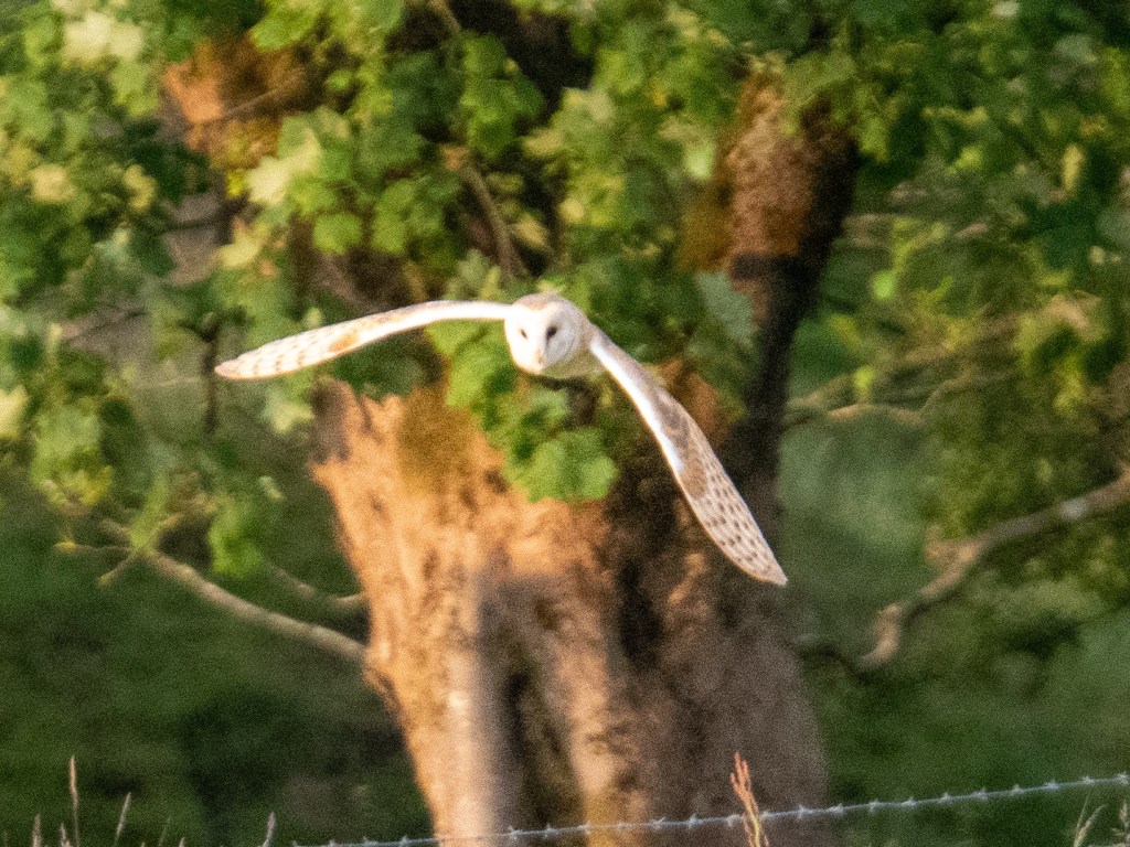 Helmshore; June arrives,&nbsp;damply!