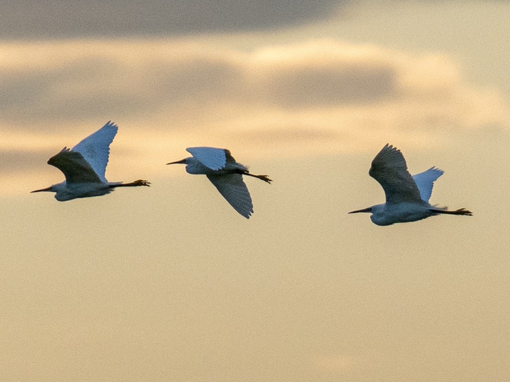 Exploring Norfolk: Wells-Next-The-Sea