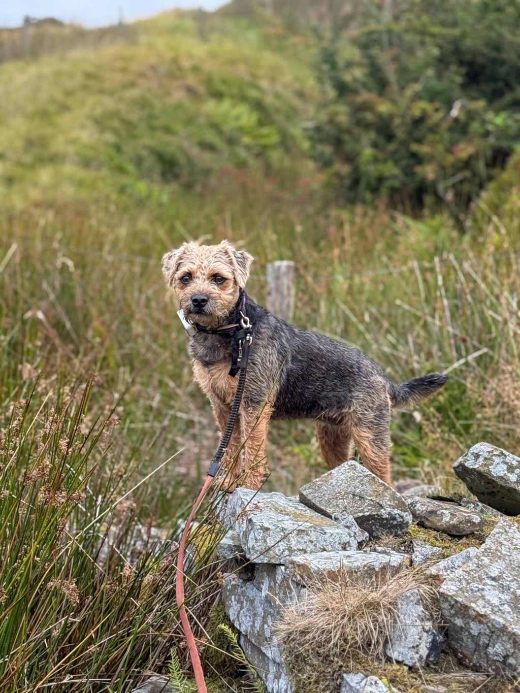 Helmshore: late August