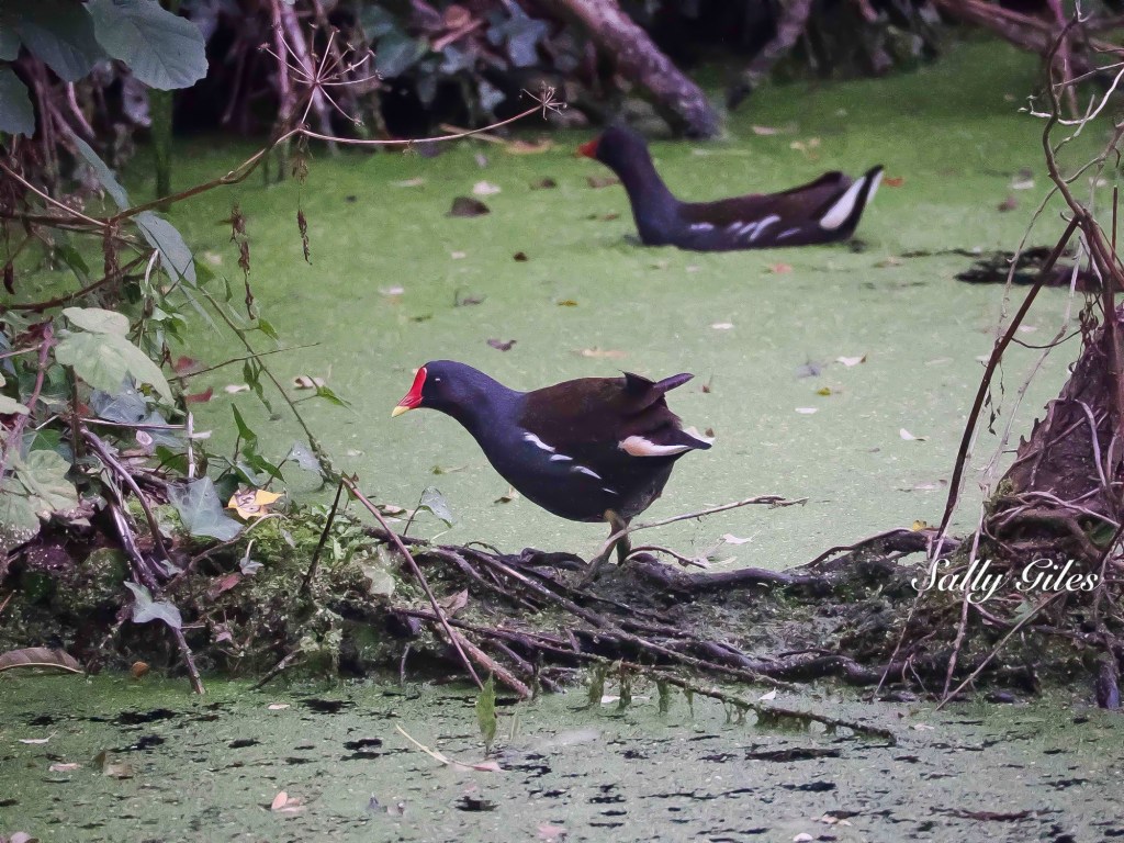 Newport: Quiet Whispers at Goldcliff – October&nbsp;2025