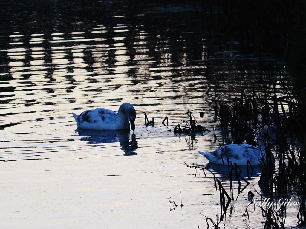 Garstang: Frost and Canal&nbsp;light