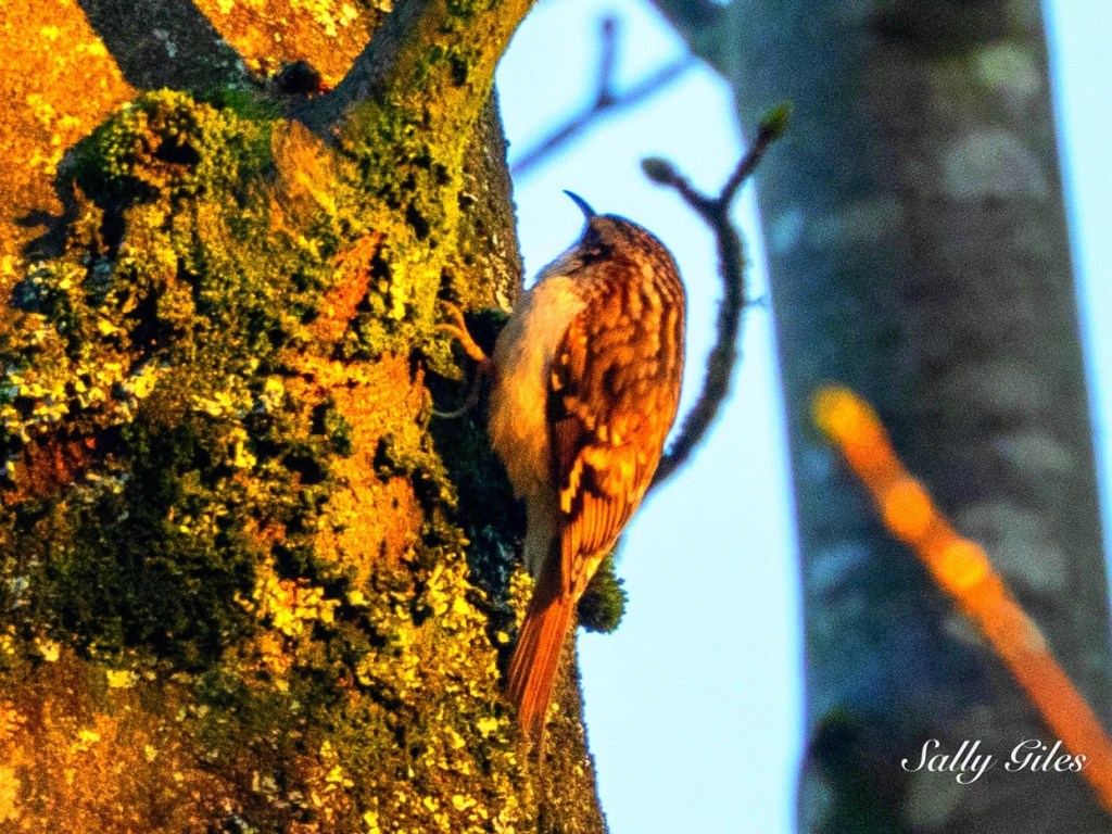 Helmshore: Under the Wolf&nbsp;Moon