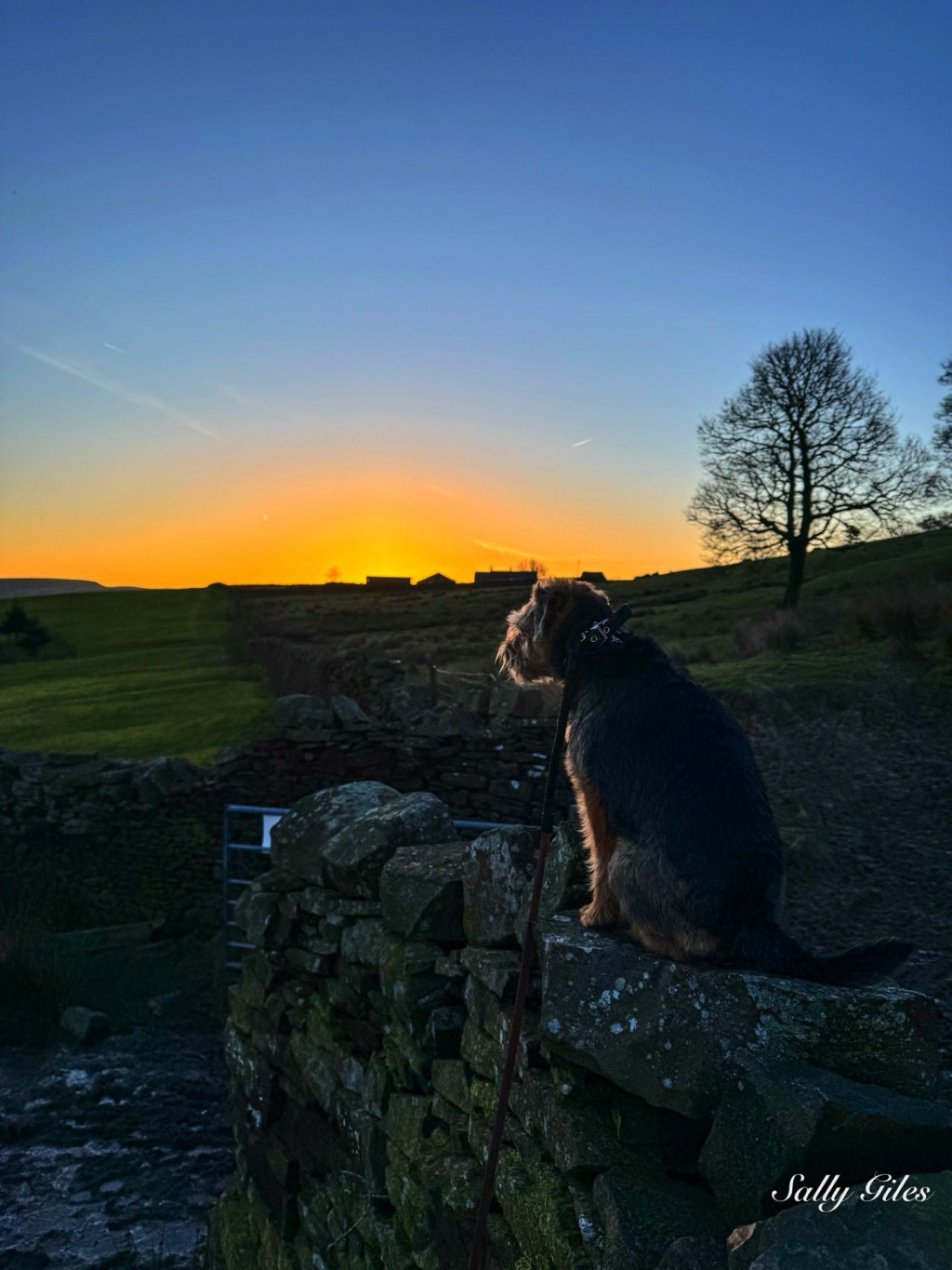 Helmshore: The Fox Beneath the Mill&nbsp;Chimney